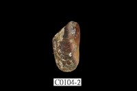 藏品(殼菜蛤)的圖片
